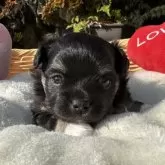 チワワ(ロング)