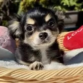 チワワ(ロング)