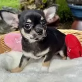 チワワ(スムース)