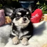 チワワ(ロング)