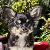 チワワ(ロング)