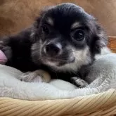 チワワ(ロング)