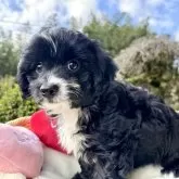 チワプー(トイプードル×チワワ)【宮崎県・男の子・2024年9月20日・ブラック&ホワイト】の写真2「落ち着いていて飼いやすいですよ💕」