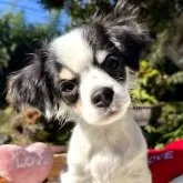 チワワ(ロング)【宮崎県・男の子・2025年8月1日・ホワイト&ブラック】の写真3「大きく見えますが小さいです🐶」