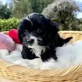 チワプー(トイプードル×チワワ)【宮崎県・男の子・2024年9月20日・ブラック&ホワイト】の写真4「ヘルニア治るから僕のママいないかなー💦」