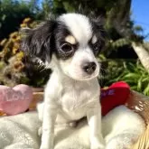 チワワ(ロング)【宮崎県・男の子・2025年8月1日・ホワイト&ブラック】の写真5「凄くお利口さんですよ🩷」