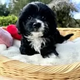 チワプー(トイプードル×チワワ)【宮崎県・男の子・2024年9月20日・ブラック&ホワイト】の写真5「ご家族お待ちしてます🙇‍♀️」