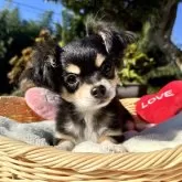 チワワ(ロング)【宮崎県・女の子・2025年8月1日・ブラックタンクリーム】の写真6「私に会いに来てください🩷」