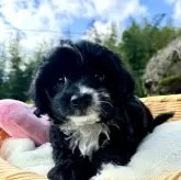 チワプー(トイプードル×チワワ)【宮崎県・男の子・2024年9月20日・ブラック&ホワイト】の写真8