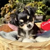 チワワ(ロング)【宮崎県・女の子・2025年8月1日・ブラックタンクリーム】の写真8