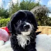 チワプー(トイプードル×チワワ)【宮崎県・男の子・2024年9月20日・ブラック&ホワイト】の写真9