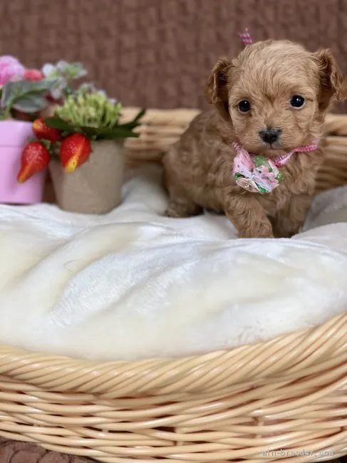ID：2104-02621の子犬