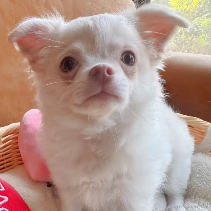 ひこ 様のお迎えした子犬