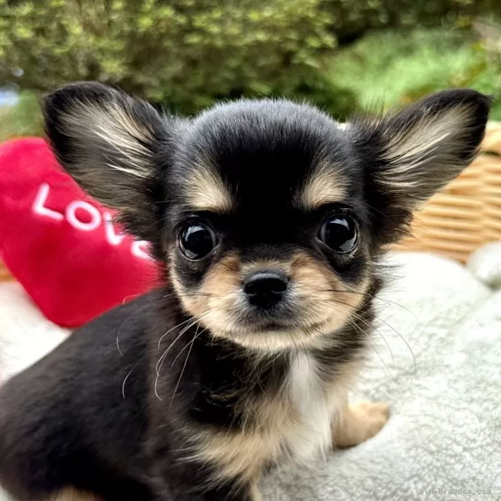 K.O 様のお迎えした子犬
