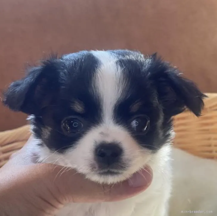 ID：2210-03189の子犬