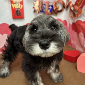 ミニチュアシュナウザー【宮崎県・男の子・2023年10月28日・ソルト&ペッパー】の写真「元気で明るい無邪気な愛想のいい子😊」