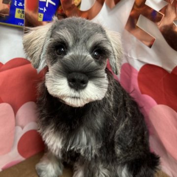 ミニチュアシュナウザー【宮崎県・女の子・2023年10月28日・ソルト&ペッパー】の写真「兄妹で一番の美人さん💕小さめシュナです😊」