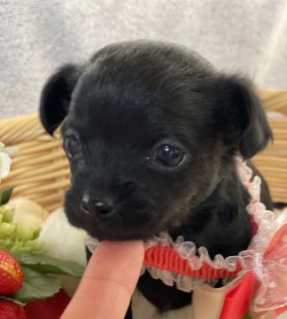 チワプー【宮崎県・男の子・2021年11月17日・ブラック】の写真「人気のチワプー✨」