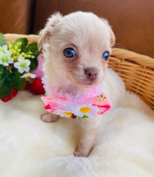 チワワ(ロング)【宮崎県・女の子・2021年6月14日・クリーム】の写真「小ぶりで美人の寂しがりやさん😊」