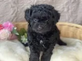 チワプー🐶✨【宮崎県・男の子・2022年4月7日・ブラック&ホワイト✨】の写真1「兄妹で一番大きいとは言え、実物は小さいです😊」