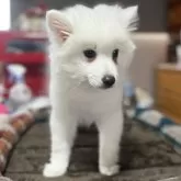 日本スピッツ【静岡県・男の子・2025年9月9日・ホワイト】の写真12