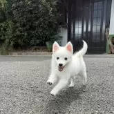 日本スピッツ【静岡県・女の子・2025年5月17日・ホワイト】の写真9