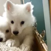日本スピッツ【静岡県・男の子・2025年9月16日・ホワイト】の写真13