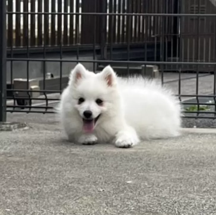 ID:2502-01410の子犬