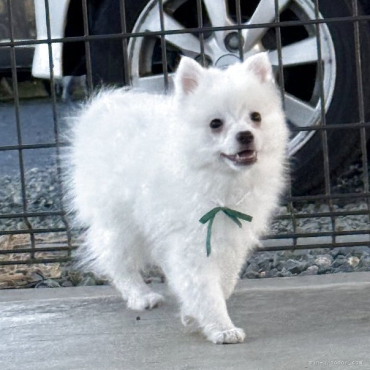 ブリーダー画像