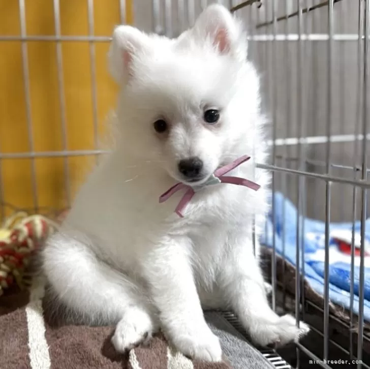 日本スピッツ【静岡県・女の子・2025年9月16日・ホワイト】の写真1「1.7kgになりました!!可愛く成長中ですよ💕ちょっぴり休憩…」