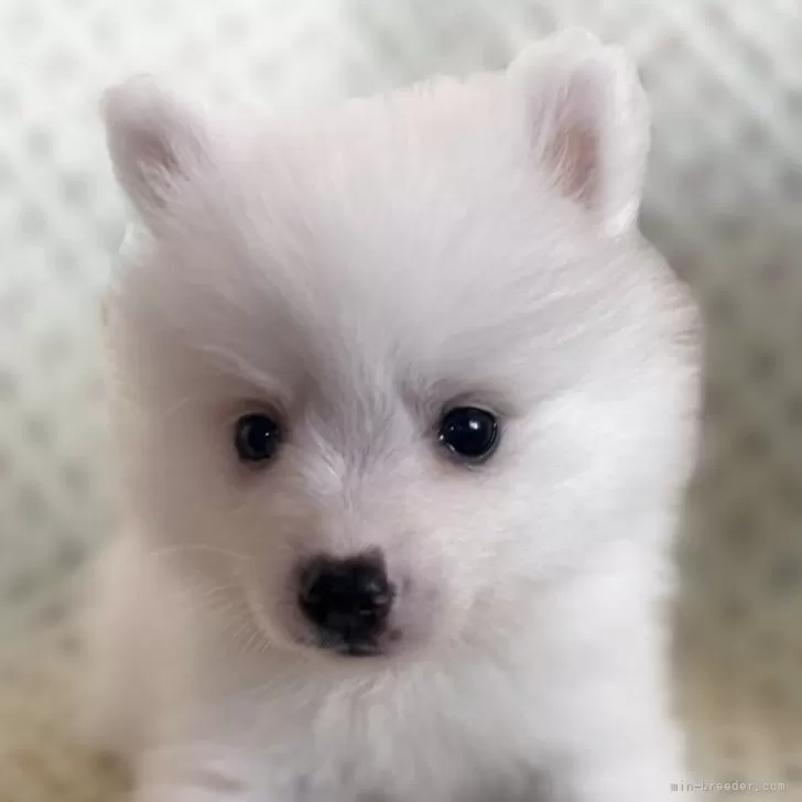 ID：2506-03340の子犬