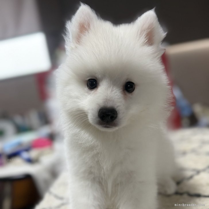 ブリーダー画像