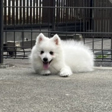日本スピッツ【静岡県・男の子・2024年12月30日・ホワイト】の写真「とっても人懐っこくて、抱っこされると大喜びします❤」