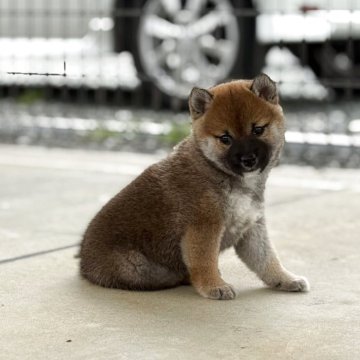 柴犬(標準サイズ)【静岡県・女の子・2025年3月2日・赤】の写真「おっとりさんのマイペースちゃん🎀」
