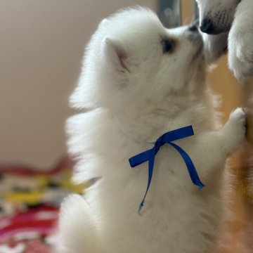 日本スピッツ【静岡県・女の子・2025年3月15日・ホワイト】の写真「クリっと可愛いおめめの女の子🎀」