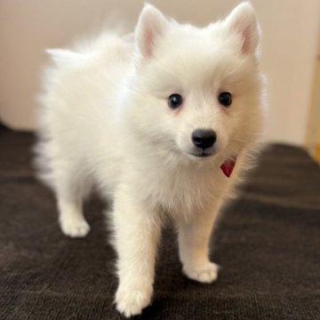 日本スピッツ【静岡県・男の子・2025年10月7日・ホワイト】の写真「人懐こく可愛い子です✨」