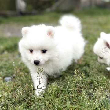 日本スピッツの子犬を探す｜ブリーダー直販の子犬販売【みんなの