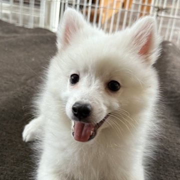 日本スピッツ【静岡県・女の子・2025年9月16日・ホワイト】の写真「何でも興味津々やんちゃ姫🎀」