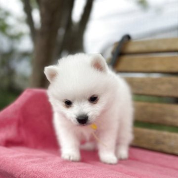 日本スピッツ【静岡県・男の子・2025年3月13日・ホワイト】の写真「優しくて可愛いお顔の男の子🐶✨」