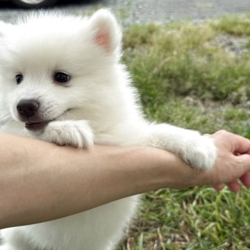 日本スピッツ【静岡県・男の子・2025年3月23日・ホワイト】の写真「コロンと可愛い男の子🐶💕」