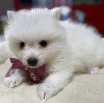 日本スピッツ【静岡県・女の子・2025年9月8日・ホワイト】の写真「ママはインターナショナルチャンピオンです🐶✨」