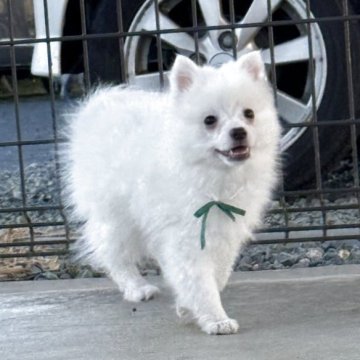 日本スピッツ【静岡県・男の子・2025年9月19日・ホワイト】の写真「癒されるような可愛い男の子♡」
