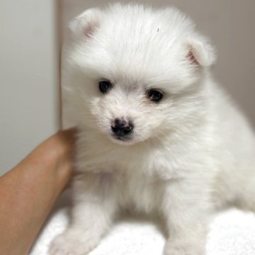 日本スピッツ【静岡県・女の子・2025年5月5日・ホワイト】の写真「可愛いお顔の女の子🎀」