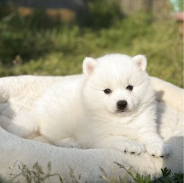 日本スピッツ【静岡県・女の子・2025年3月23日・ホワイト】の写真「愛らしい女の子🐶💕」