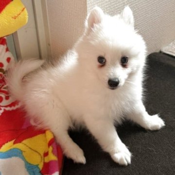 日本スピッツ【静岡県・男の子・2025年9月9日・ホワイト】の写真「あどけない表情も可愛い男の子🌟」