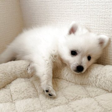 日本スピッツ【静岡県・男の子・2025年10月12日・ホワイト】の写真「挟まるのがだーい好きな男の子👑」