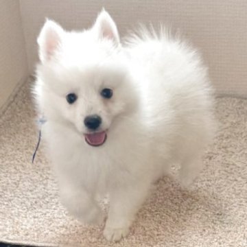日本スピッツ【静岡県・男の子・2025年9月16日・ホワイト】の写真「フワフワで可愛い男の子です♡」