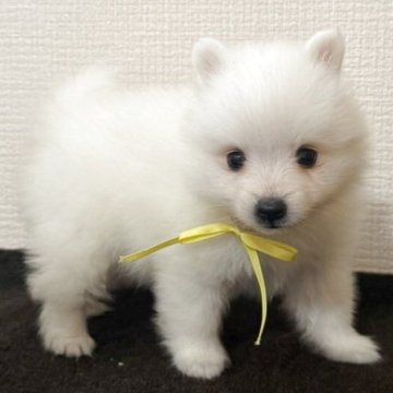 日本スピッツ【静岡県・男の子・2025年9月8日・ホワイト】の写真「優しいお顔の男の子✨」