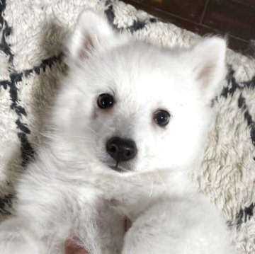 日本スピッツ【静岡県・女の子・2025年9月16日・ホワイト】の写真「クリッとおめめが可愛い女の子です💕」