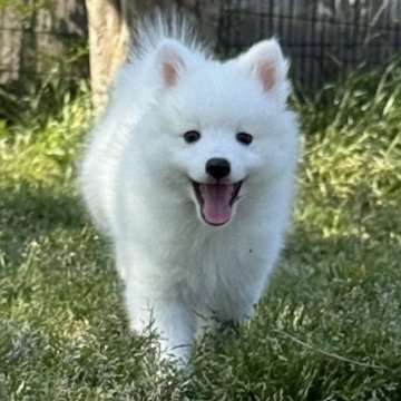 日本スピッツ【静岡県・男の子・2025年2月25日・ホワイト】の写真「優しい表情の愛らしい男の子✨」